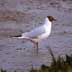 black-headed gull